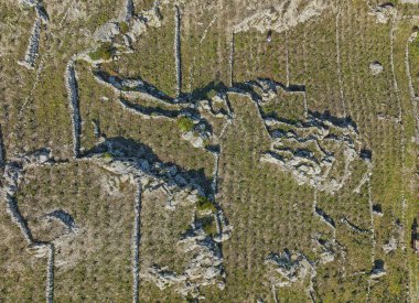 Hırvatistan 'ın Ston ve Prapratno kasabası yakınlarındaki Peljesac yarımadasındaki tepelerde geleneksel Akdeniz üzüm bağları