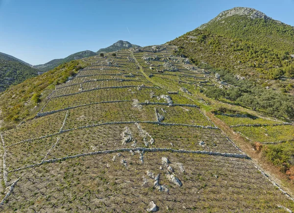 Traditionele Mediterrane Wijngaarden Heuvels Het Schiereiland Peljesac Bij Ston Dorp — Stockfoto