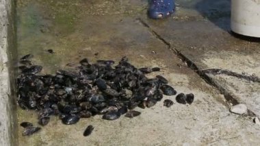 The process of cleaning mussels by sea water