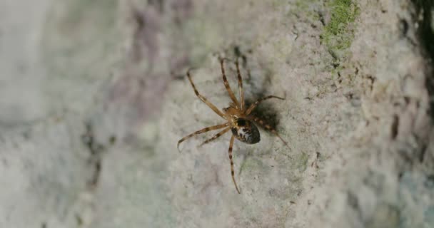 Araña Moviéndose Sobre Roca Cueva Tounjcica Cerca Ciudad Tounj Condado — Vídeos de Stock