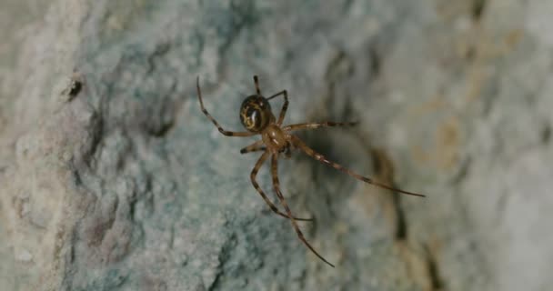 Una Araña Teje Una Tela Sobre Roca Cueva Tounjcica Cerca — Vídeos de Stock