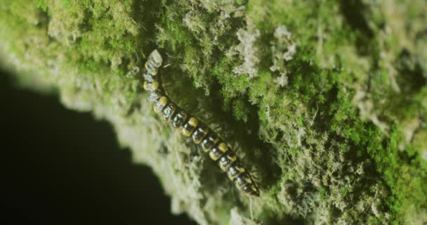 毛毛虫在克罗地亚卡尔洛瓦茨县Tounj镇附近的Tounjcica山洞的岩石上移动 — 图库视频影像