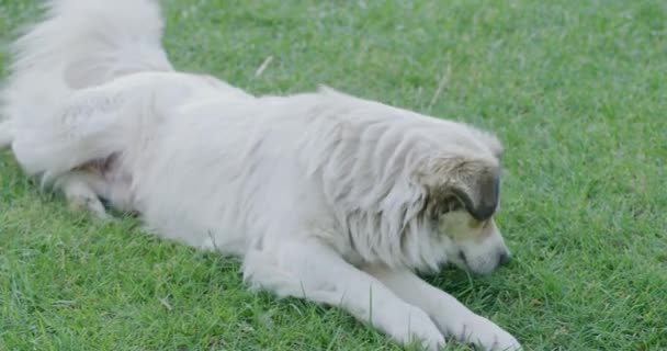Evcil Bir Melez Köpek Çimlerin Üzerinde Neşeyle Yatıyor — Stok video