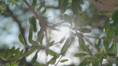 Güneşle ağaçların tepesinde ışık oyunu