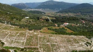 Hırvatistan 'ın Ston ve Prapratno kasabası yakınlarındaki Peljesac yarımadasındaki tepelerde geleneksel Akdeniz üzüm bağları