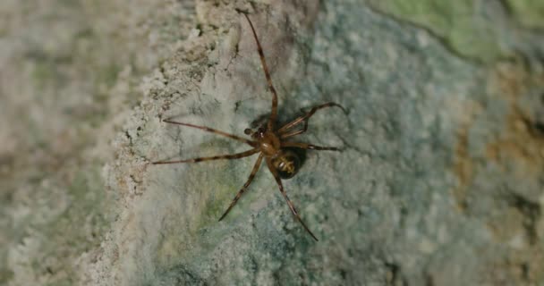 Spider Moving Rock Tounjcica Cave Town Tounj Karlovac County Croatia — Stock Video