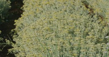 Hırvatistan 'ın Şam Zagora kentindeki Oklaj yakınlarındaki Immortelle sahasında, tıbbi otların yetiştirilmesinde yavaş çekim