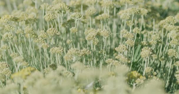 Slowmotion Shot Growing Medical Herbs Immortelle Field Κοντά Στο Oklaj — Αρχείο Βίντεο