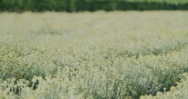 Hırvatistan 'ın Şam Zagora kentindeki Oklaj yakınlarındaki Immortelle sahasında şifalı otlar yetiştiriliyor