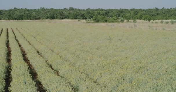 在克罗地亚达马提安扎戈拉Oklaj附近的Immortelle田里 种植药草的潘宁镜头 — 图库视频影像