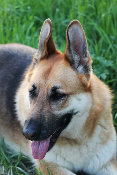 Italienska wolf Stockfoto