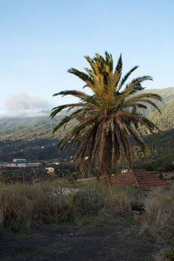 Eşsiz iki renkli kanarya palmiyesi yaprakları