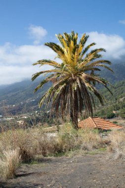 Eşsiz iki renkli kanarya palmiyesi yaprakları