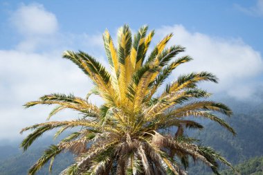 Eşsiz iki renkli kanarya palmiyesi yaprakları