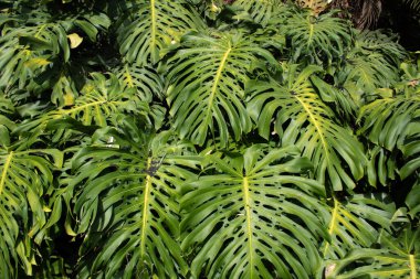 Sokaklarda büyüyen bir canavar.