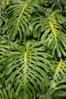 Sokaklarda büyüyen bir canavar.