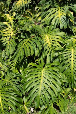 Sokaklarda büyüyen bir canavar.