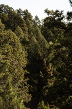 Çam ağacı ormanının fotoğrafı.