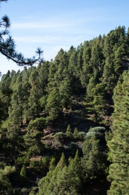 Çam ağacı ormanının fotoğrafı.