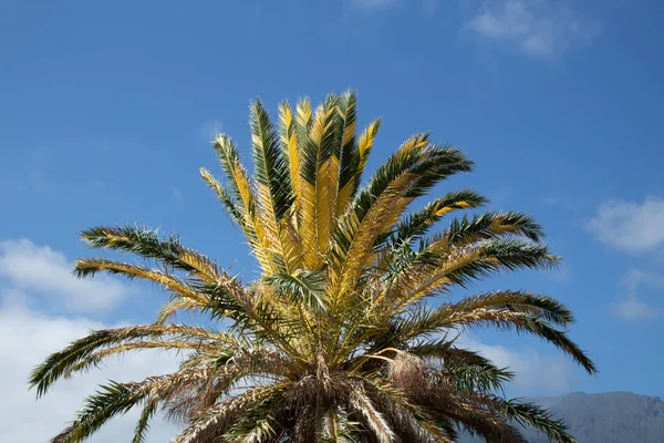 一种独特的双色金丝雀棕榈树的叶子 — 图库照片
