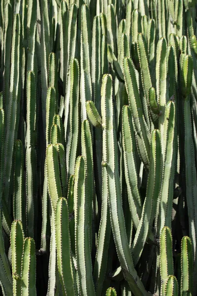 Euphorbia Canariensis Росте Вулиці — стокове фото