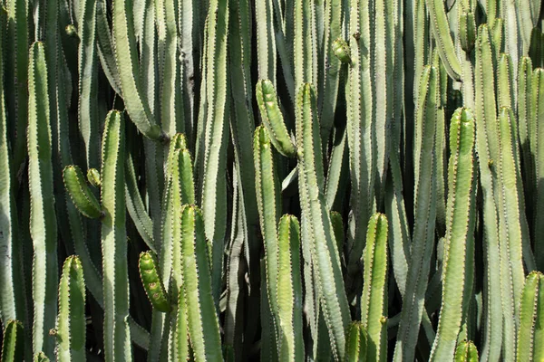 Euphorbia Canariensis Росте Вулиці — стокове фото