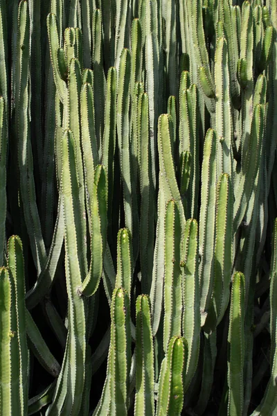 Euphorbia Canariensis Growing Street — Stock Photo, Image