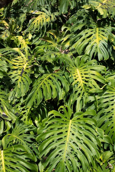 Sokaklarda büyüyen bir canavar.