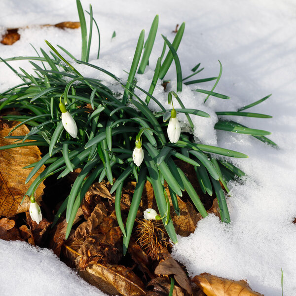 Emerging Snow drop