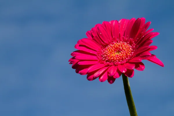 Gerber daisy with blue sky — Stock Photo, Image