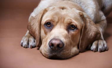 Bir labrador portresi