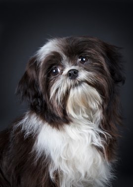 Shih tzu köpek