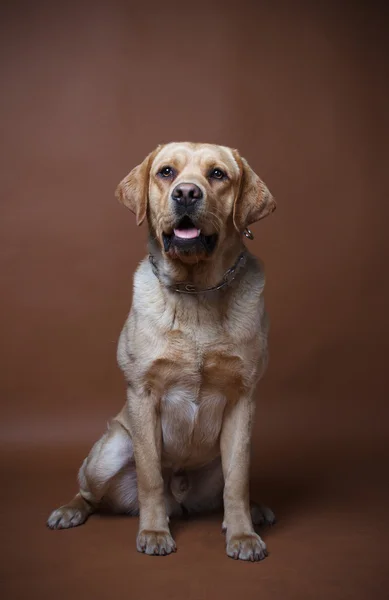 Bir labrador portresi — Stok fotoğraf