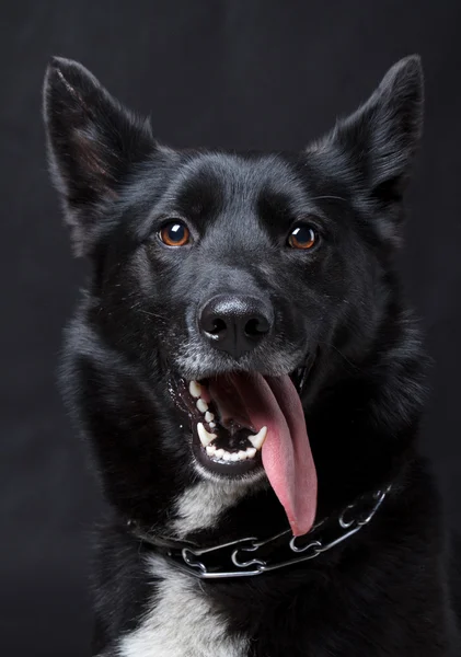 Portrait d'un chien noir — Photo