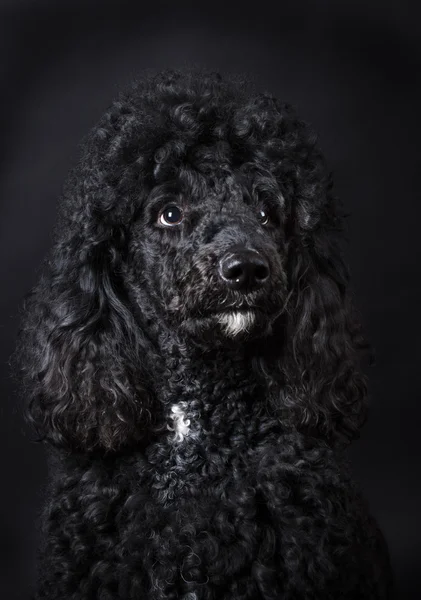 Schwarzer Pudel — Stockfoto