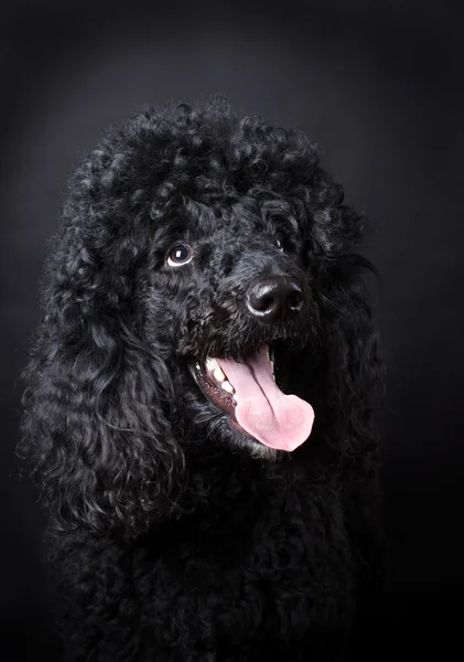 Caniche negro — Foto de Stock