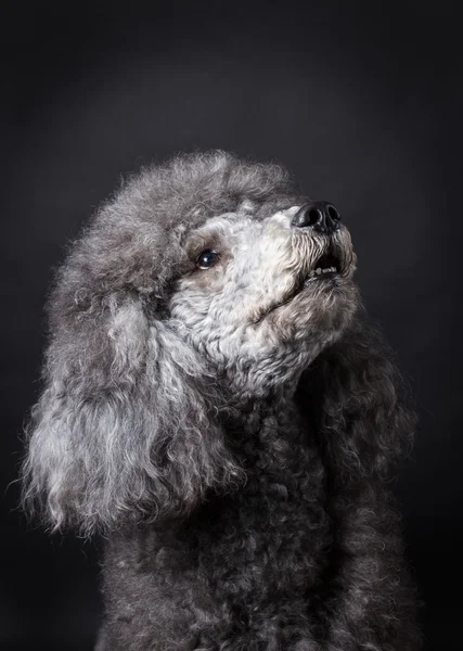 Caniche cinzento — Fotografia de Stock