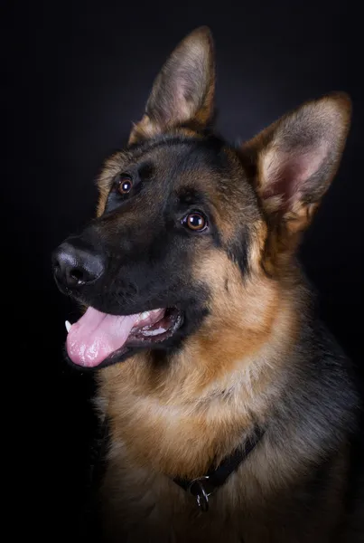 Deutscher Schäferhund lizenzfreie Stockfotos