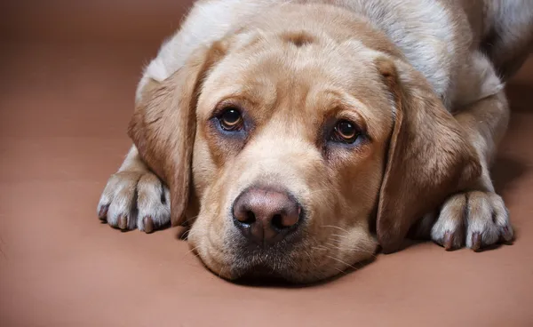 Porträt eines Labradors Stockbild