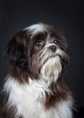 Shih tzu köpek