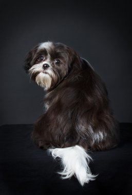 Shih tzu köpek