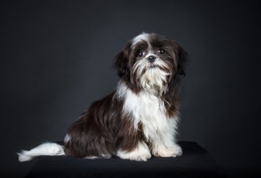 Shih tzu köpek
