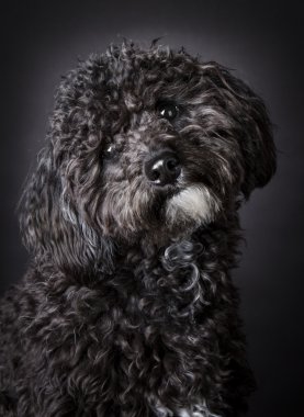 labradoodle stüdyo fotoğrafı