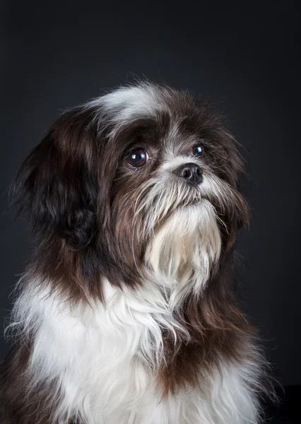 Shih tzu köpek