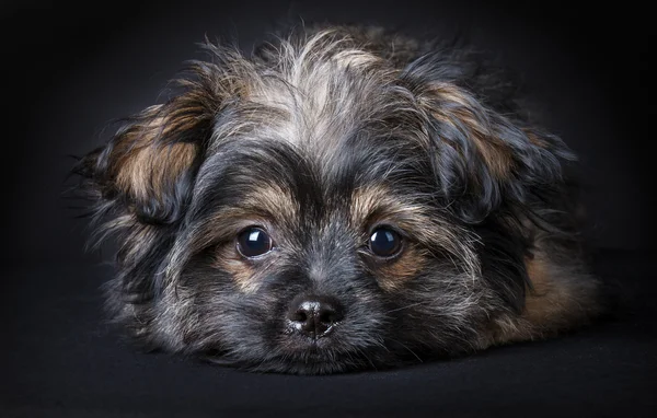 Piccolo cucciolo carino — Foto Stock