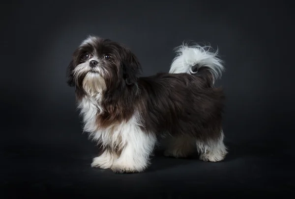 Shih tzu honden Rechtenvrije Stockafbeeldingen