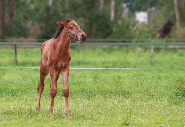 Hříbě koně chůzi — Stock fotografie