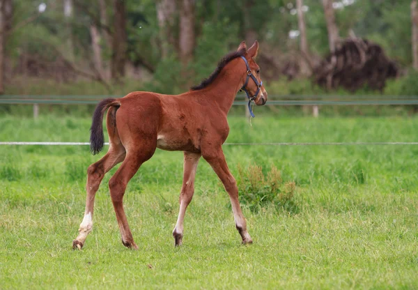 Paard veulen wandelen — Stockfoto