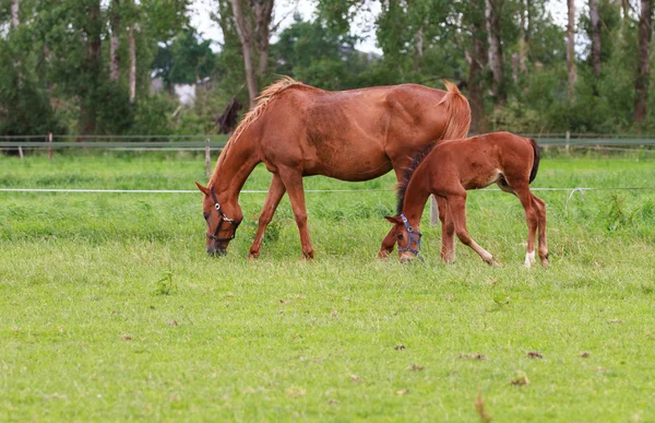 Baby paard en merrie paarden — Stockfoto