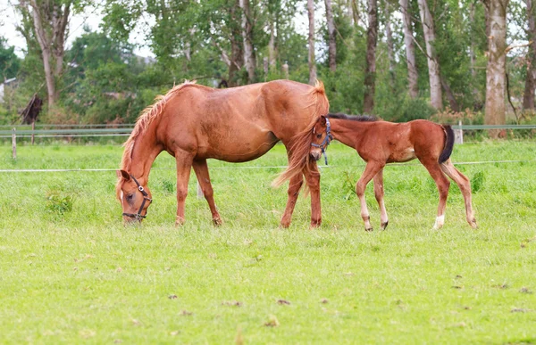 Baby paard en merrie paarden Stockafbeelding